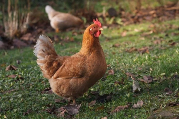 8200 கோழிகள் பலி! - கொட்டதெனியாவில் சம்பவம்