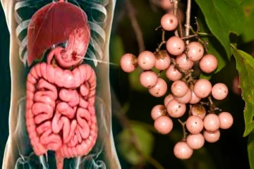 பசை போல் ஒட்டும் நறுவிலி பழம்! சாப்பிட்டால் என்ன நடக்கும் தெரியுமா?