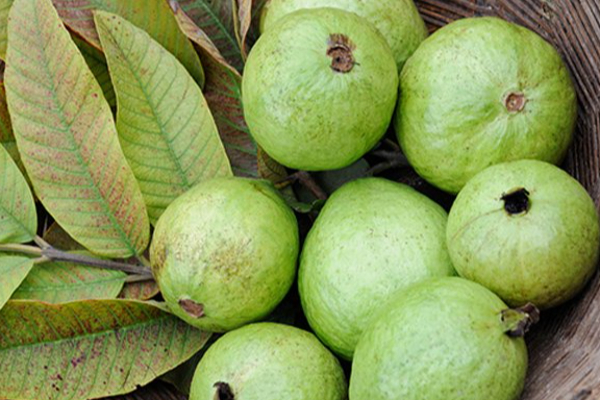 எடையை விரைவாக குறைக்க டயட்டின் போது கொய்யா பழம் சாப்பிடலாமா? சாப்பிட்டால் என்ன நடக்கும் | Guava Fruit Helps To Reduce Weight And Diet