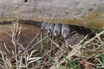 கல்லறையில் இருந்து தீடிரென எட்டிப்பார்த்த விரல்கள்: பீதியில் உறைந்து போன நபர்