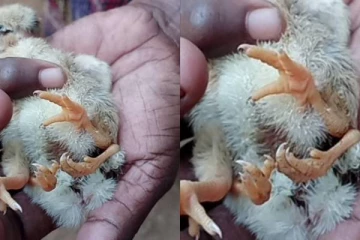 இலங்கையில் 4 கால்களுடன் பிறந்த அரிய கோழிக்குஞ்சு!