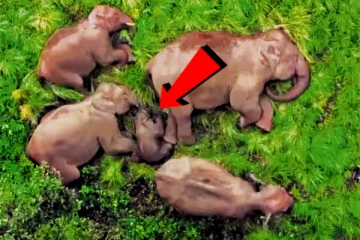 அவ்வளவு அழகு..! வனத்தில் குட்டியுடன் படுத்து உறங்கிய யானை குடும்பம் - வைரல் Video!