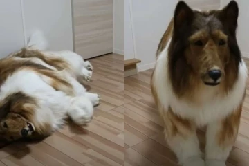 ஜப்பானில் ரூ.12 லட்சம் செலவு செய்து உடையை வாங்கி நாயாக மாறிய நபர் - வைரலாகும் ஆச்சரிய வீடியோ