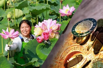 வீட்டில் தாமரை செடி வளர்ப்பதால் நடக்கும் அதிர்ஷ்டங்கள்