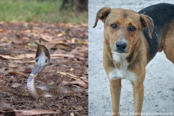 30 குழந்தைகளின் உயிர்.,தெரு நாய்க்கு இறுதிச் சடங்கு நடத்திய கிராமம்