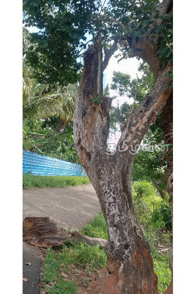 முல்லைத்தீவில் பாடசாலை மாணவர்களுக்கு அச்சுறுத்தலாக அமைந்த மரம்(Photos) | Danger At The School Junction Was Avoided