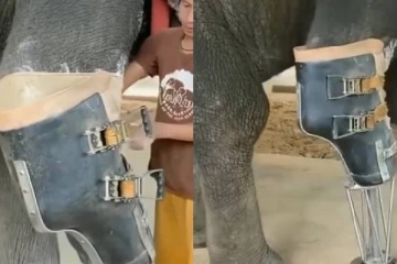 செயற்கைக்காலுடன் நடக்கும் யானை…. மில்லயன் இதங்களை நெகிழ வைத்த காட்சி