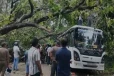 வீதியில் பாரிய மரம் முறிந்ததில் 7 வாகனங்கள் சேதம்!