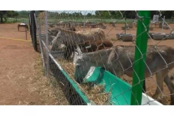 தமிழகத்தில் முதல் முறையாக கழுதை பண்ணை தொடங்கிய பட்டதாரி இளைஞர்..!