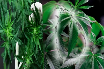 இலங்கையில் கஞ்சா பயிர்ச்செய்கைக்கு அனுமதி