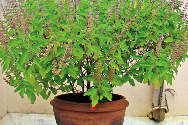 அதிக மூட்டு வலியா அப்போ இந்த உணவுகளை உட்கொள்ளுங்க | Consume These Foods You Have A Lot Of Joint Pain