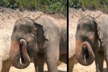 கண்ணை கசக்கிக்கொண்டு அழுத யானை - வைரலாகும் வீடியோ