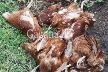 අඩු ආදායම් ලාභීන්ට රජයෙන් දුන් හාල් කෑ කුකුලන් මැරුණු හැටි.