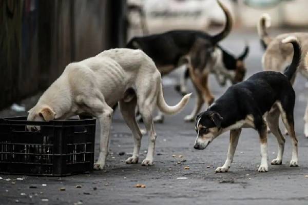 தெருநாய்களை கருணைக் கொலை செய்ய அனுமதி - என்ன காரணம்? | Kerala Govt Decided Kill Diseased Street Dogs