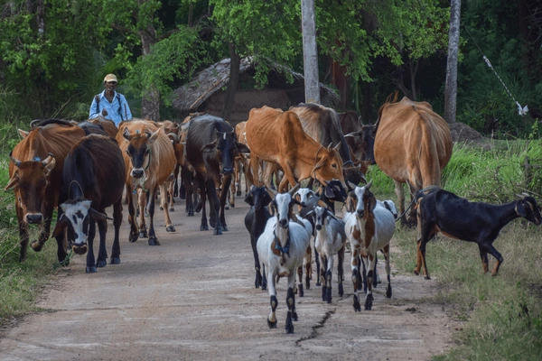 வடக்கில் பாதிக்கப்பட்ட கால்நடைகள் தொடர்பான விவரங்களைப் பதிவு செய்யுமாறு அறிவித்தல் | Register Details Affected Livestock In The North வடக்கில் பாதிக்கப்பட்ட கால்நடைகள் தொடர்பான விவரங்களைப் பதிவு செய்யுமாறு அறிவித்தல் | Register Details Affected Livestock In The North