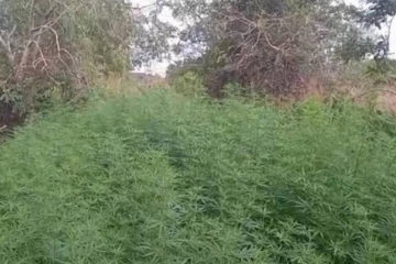 සරුවට කරගෙන ගිය ගංජා හේනක් වටලයි