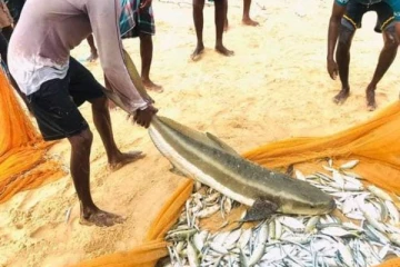 யாழில் மீனவர் ஒருவரின் வலையில் சிக்கிய அதிர்ஷ்டம்: பார்வையிட திரண்ட ஏராளமான மக்கள்!