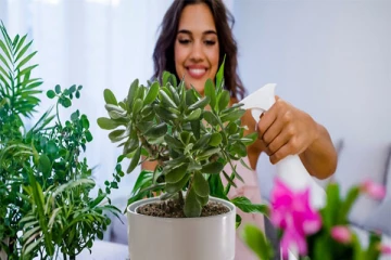 வீட்டில் இந்த செடி இருக்கா? கண்டிப்பா பணத்திற்கு பஞ்சம் வராது