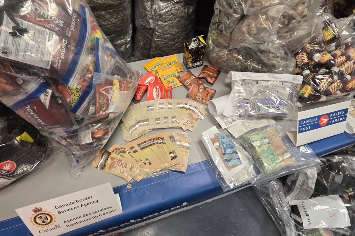 கனடாவில் பாரிய போதைப்பொருள் கடத்தல் முயற்சி முறியடிப்பு | Rcmp Seize 55M Worth Of Cannabis In Ottawa Linked