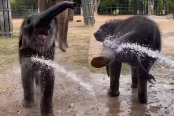 தண்ணீரில் ஆட்டம் போடும் குட்டியானையின் சேட்டைகள்... கவலையை மறக்க வைக்கும் காட்சி