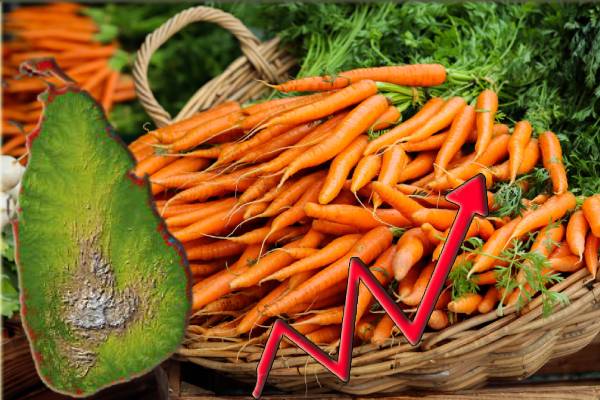 விண்ணைத்தொடும் விலை அதிகரிப்பு : 2000 ரூபாயாக அதிகரித்த கரட் - ஐபிசி தமிழ்