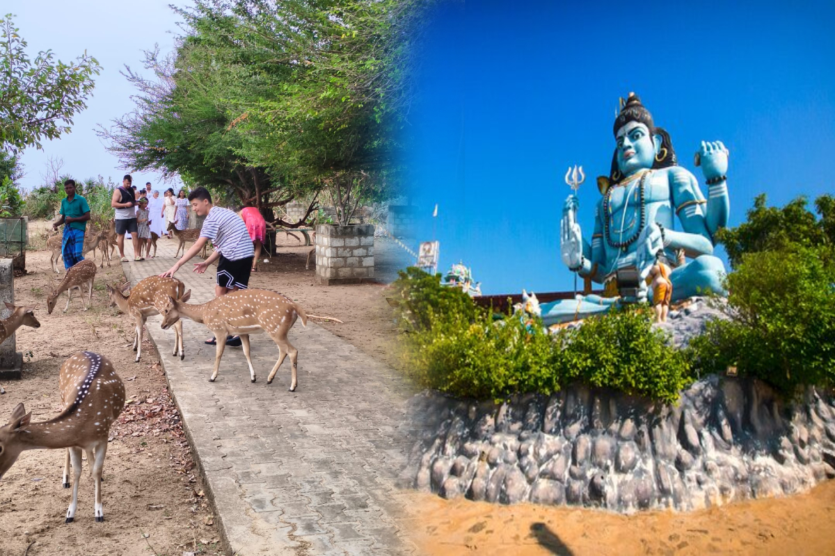 சுற்றுலா பயணிகளை கவரும் திருகோணமலை மான்கள்! | Trincomalee Deer Attract Tourists