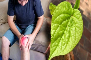 யூரிக் ஆசிட்டை குறைக்கும் ஒரே இலை: மருத்துவத்துடன் கூடிய விளக்கம்