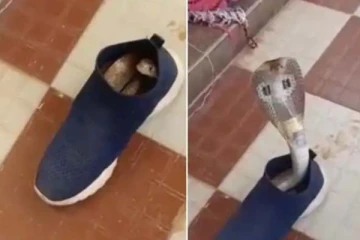 ஷுவில் இருந்து படமெடுத்து வந்த பாம்பு! பதைபதைக்க வைக்கும் காட்சி