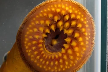 கனேடிய மாகாணம் ஒன்றில் இரத்தத்தை உறிஞ்சும் பாம்பு போன்ற பயங்கர மீன்: ஒரு நல்ல செய்தியும் ஒரு கெட்ட செய்தியும்