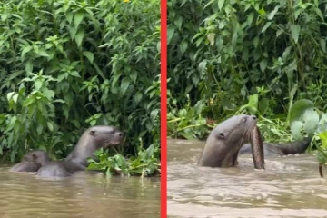 viral video: விலாங்கு மீனுக்காக சண்டையிம் கடல் சிங்கங்கள்... புல்லரிக்கும் காட்சி