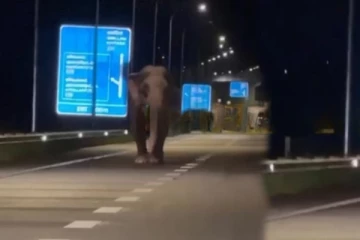 தெற்கு அதிவேக நெடுஞ்சாலைக்குள் இரவில் புகுந்த காட்டு யானை