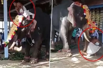 கோபமடைந்த கேரளா கோவில் யானை! தப்பி ஓடிய சுவாமிநாதன்...யாருடா மேளம், தாளம் வாசிச்சது?