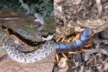Snake Video: பூரானுக்கு இரையாகும் பாம்பின் பகீர் காட்சி