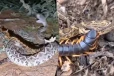Snake Video: பூரானுக்கு இரையாகும் பாம்பின் பகீர் காட்சி