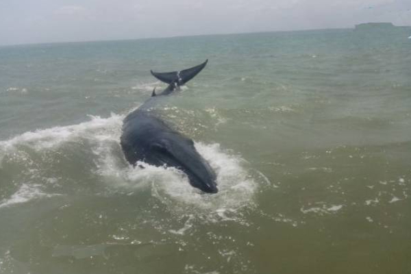 புத்தளத்தில் கரையொதுங்கிய அரிய வகை பாரிய திமிங்கலம்! | Rare Giant Whale Washed Ashore In Puttalam Beach