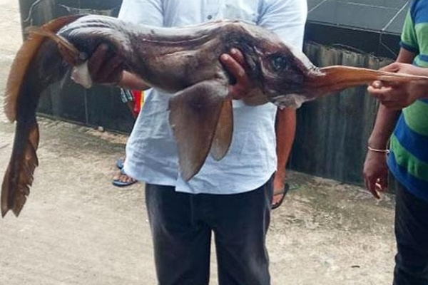 ஆழ்கடலில் சிக்கிய அரிய வகை மீன் | Unknown Fish Caught In The Deep Sea