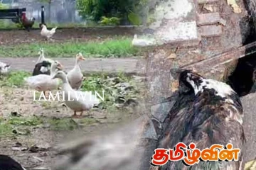 கொழும்பிலுள்ள நீர்நிலையில் உயிரிழந்துள்ள உயிரினங்கள் - ஆபத்து குறித்து தீவிர விசாரணை