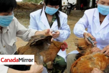 பறவைக் காய்ச்சல் எதிரொலி; ஆயிரக்கணக்கான பறவைகள் அழிக்கும் நாடு