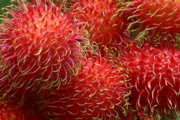 ආසාවෙන් කන රඹුටන් ගෙඩියක් නිසා පාසල් සිසුවෙක්ට සිදු වුන සංවේදී සිදුවීමක්..