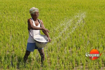 සියලුම ගොවීන්ට සුබ ආරංචියක්