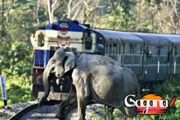 ඉකුත් ජනවාරියේ අලි මරණ 43ක්