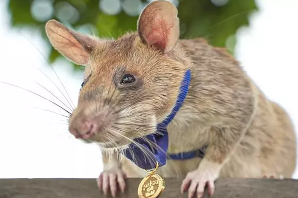 71 கண்ணிவெடி; 38 வெடிப்பொருட்களை கண்டுபிடித்து அசத்திய எலி உயிரிழந்தது | World Rat Death