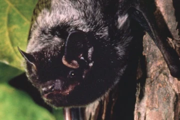 கனடாவில் வௌவால் ரேபீஸ் தொற்று குறித்து எச்சரிக்கை