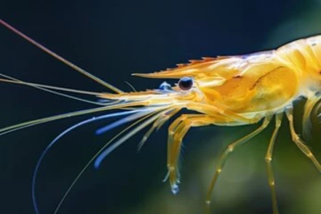 தலையில் இதயத்தை கொண்டுள்ள ஒரே உயிரினம்: எது தெரியுமா?