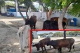 யாழில் சட்டவிரோத கொல்களம் முற்றுகை; மீட்கப்பட்ட வாயில்லா ஜீவன்கள்!