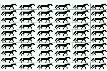 optical illusion ஐந்து நொடிகளில் வாலில்லாத குதிரையை முடிந்தால் கண்டுபிடியுங்கள்