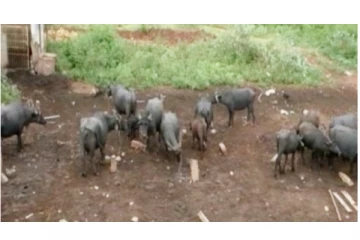 கொடூரச் சம்பவம் - சேலம் அருகே 40 மாடுகள் மீது ஆசிட் வீச்சு - மர்ம நபர்களுக்கு போலீஸ் வலை