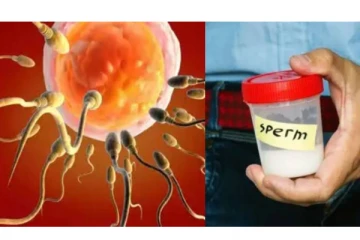 ​விந்தணு உறைதல் என்றால் என்ன?​ இந்தியாவில் அதிகரிக்க என்ன காரணம் -அதிர்ச்சி தகவல்!