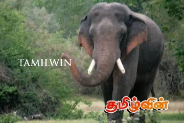 கந்தளாயில் இறந்த நிலையில் காட்டு யானை மீட்பு