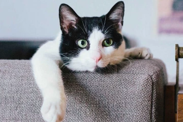 கனடாவில் பூனையை கொன்ற நபருக்கு சிறைத்தண்டனை